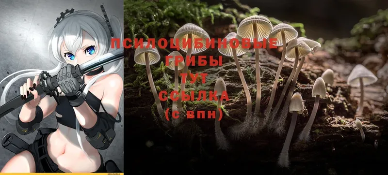 Псилоцибиновые грибы Psilocybe  Фролово 